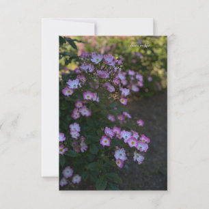 Pink & White Bush Rose Note Card
