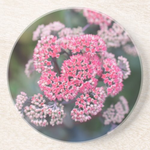 Pink  White Butterfly Stonecup Flowers Coaster