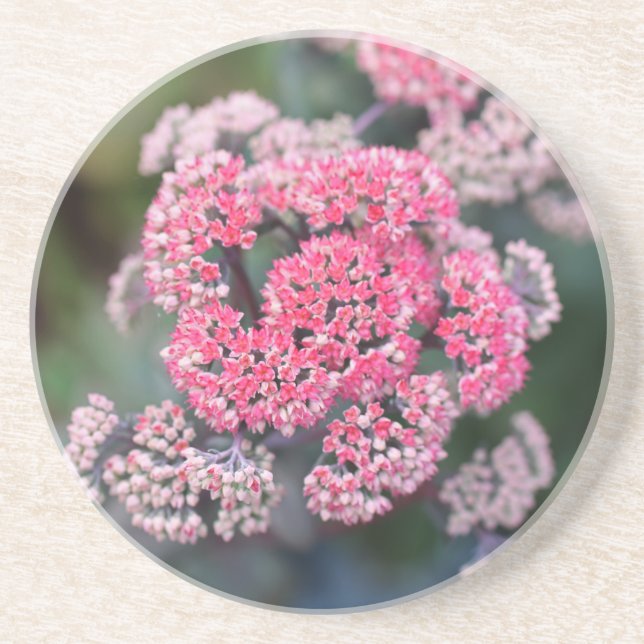 Pink & White Butterfly Stonecup Flowers Coaster (Front)