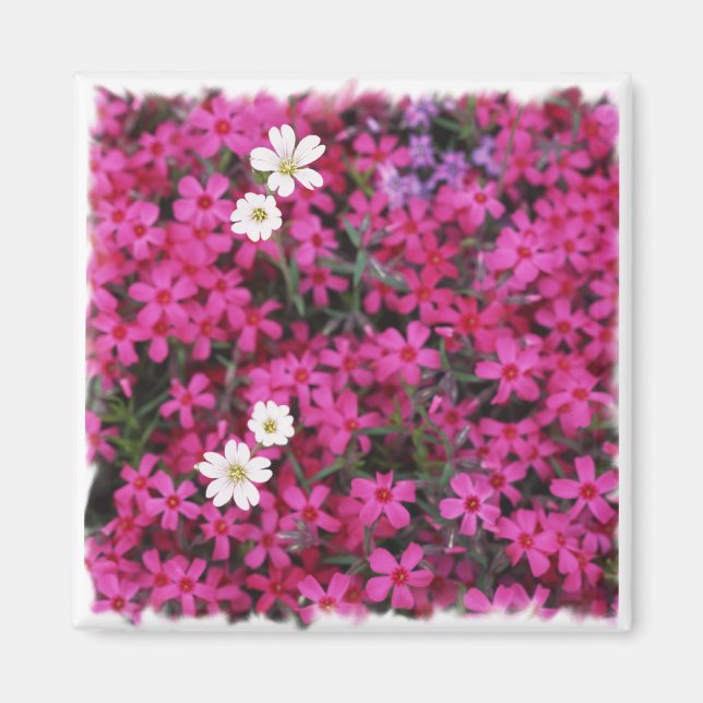 Pink & White Flowers Magnet (Front)