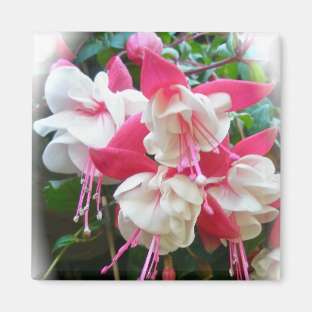 Pink & White Fuschia Magnet (Front)