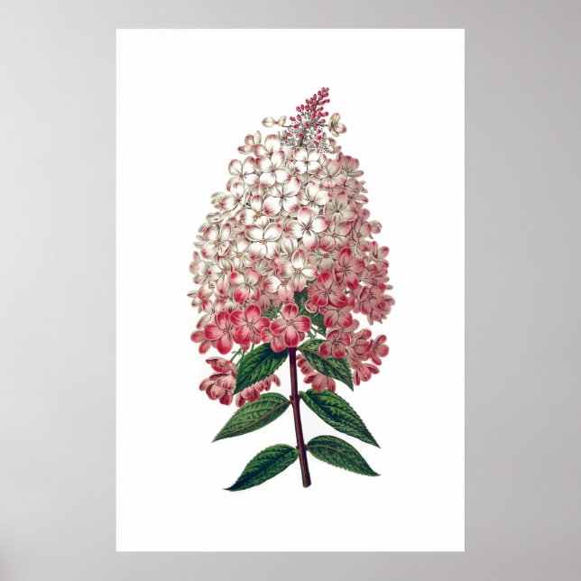 Pink white hydrangea poster (Front)