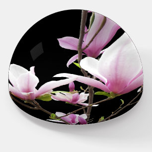 Pink White Magnolia Photo Black Paperweight