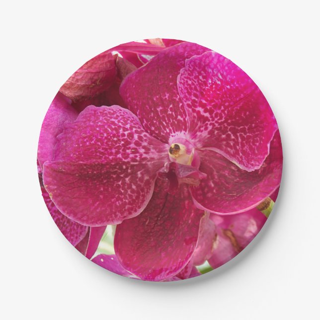 pink, white, orchid flower, nature, summer, garden paper plates (Front)