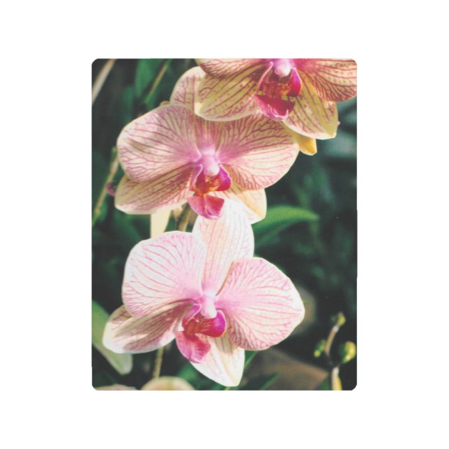 Pink & White Orchid Flowers Metal Print (Front)