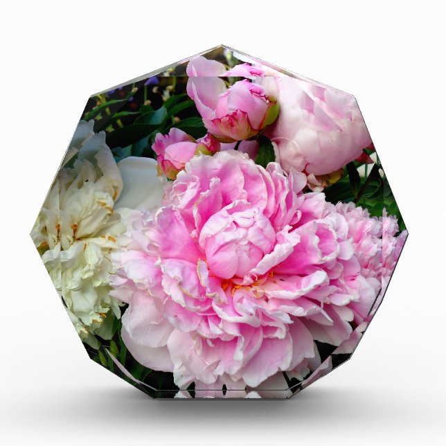 Pink White Peonies elegant floral Award (Front)