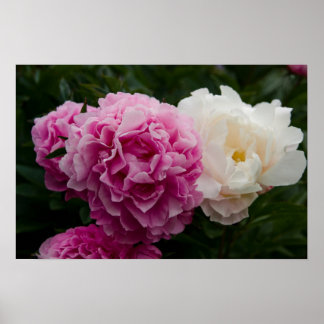 Pink & White Peonies | Rosa & Weiße Pfingstrosen Poster