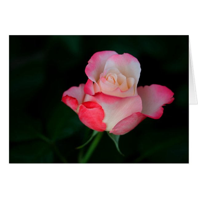 Pink-White Rose Cards (Front Horizontal)