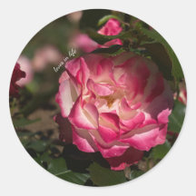 Pink & White Rose