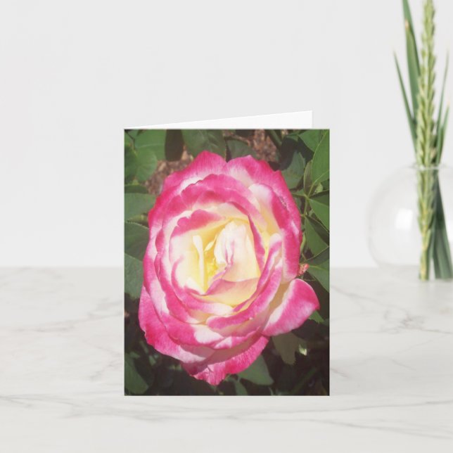 Pink White Rose Photo Folded Note Card (Front)