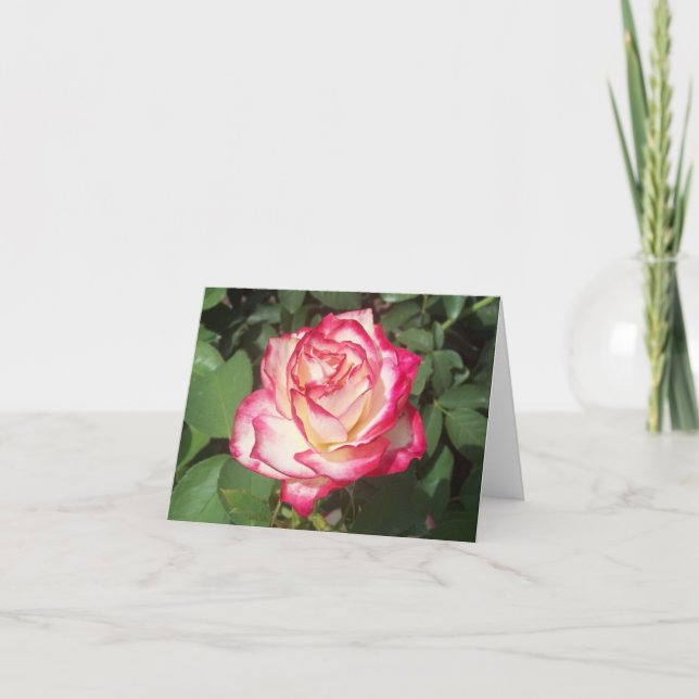 Pink & White Rose Photo Folded Note Card (Front)