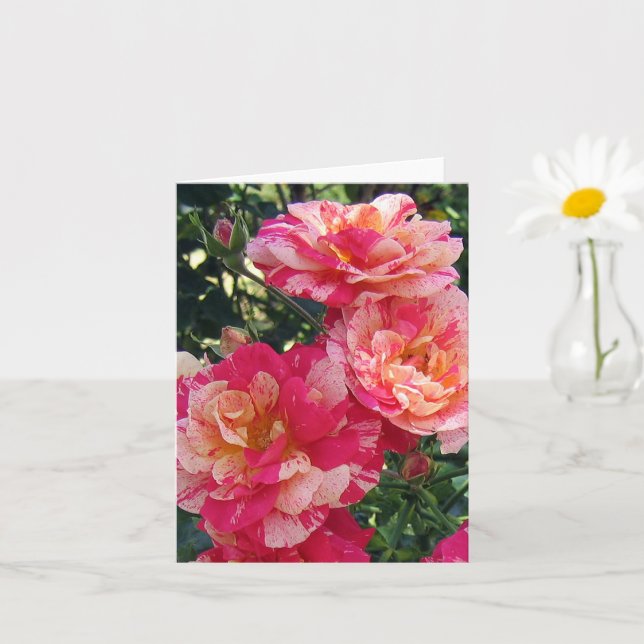 Pink White Striped Roses Blank Photo Art Note Card (Small Plant)