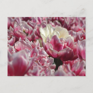 Pink White Tulips Pattern DIY Postcard