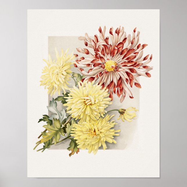 Pink, White & Yellow Vintage Chrysanthemums Poster (Front)