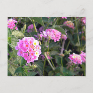 Pink Wild Flower Postcard