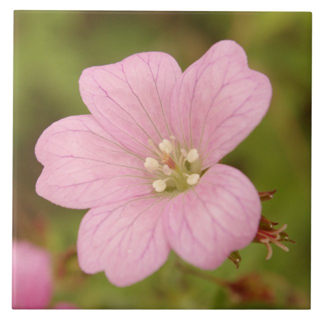 Pink Wild Geranium Tile (Front)