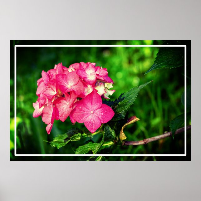 Pink Wild HydrangeFlowers Design-34694 Poster (Front)