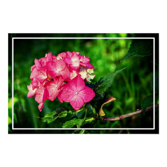 Pink Wild HydrangeFlowers Design-34694 Poster (Front)