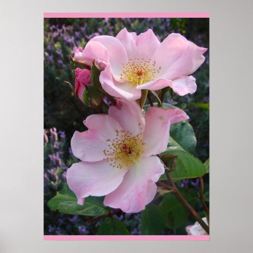 Pink Wild Rose Art Floral Flowers Photo Poster
