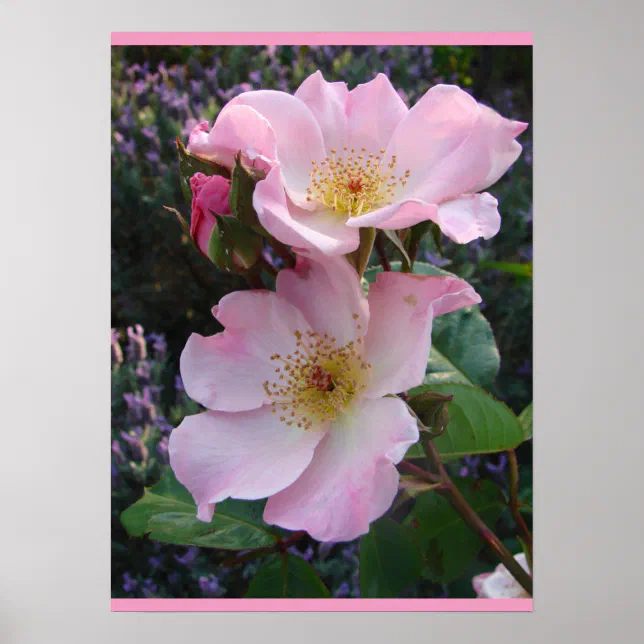 Pink Wild Rose Art Floral Flowers Photo Poster | Zazzle