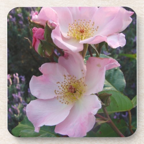 Pink Wild Rose Flower floral Photo Blush Pink Beverage Coaster