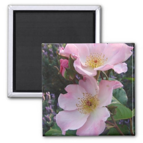 Pink Wild Rose Flower floral Photo Magnet