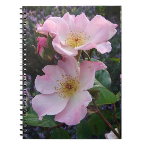 Pink Wild Rose Flower floral Photo Mom Mothers Day Notebook