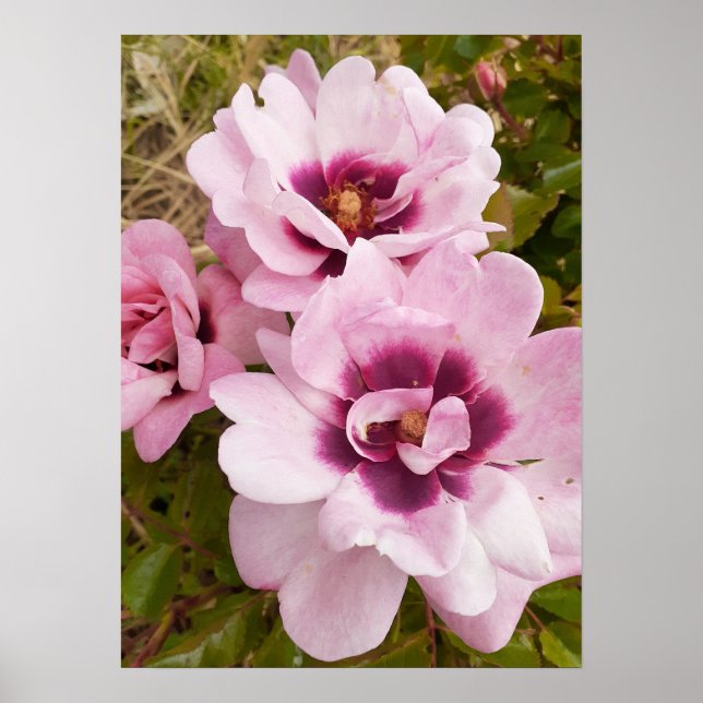 Pink Wild Rose Roses Floral Flower Garden Poster (Front)
