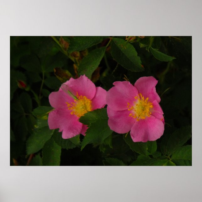 Pink Wild Roses Floral Photo Poster (Front)