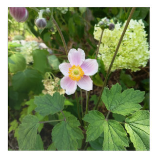 Pink Wildflower Acrylic Print | Botanical Floral W