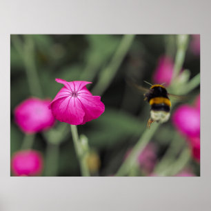 Pink Wildflower And Bumble Bee Nature Photography Poster