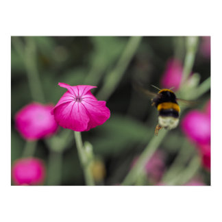 Pink Wildflower And Bumble Bee Nature Photography Poster