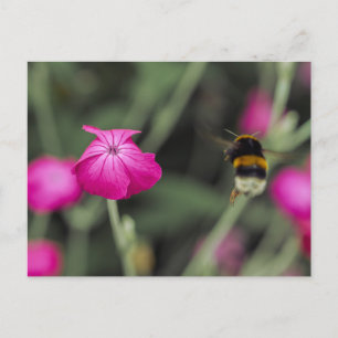 Pink Wildflower And Bumble Bee Summer Nature Photo Postcard