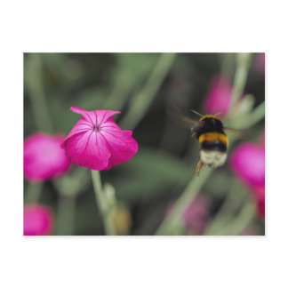 Pink Wildflower And Bumble Bee Summer Nature Photo Postcard
