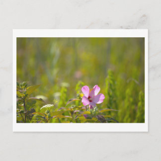 Pink Wildflower Postcard