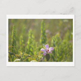 Pink Wildflower Postcard