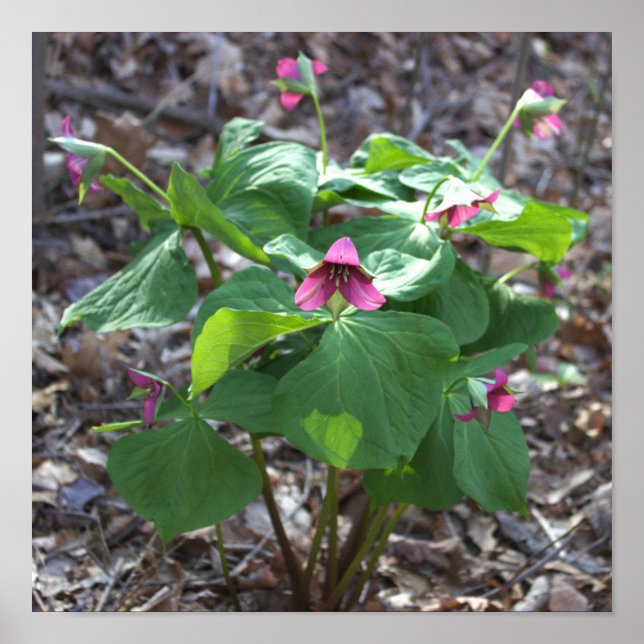 Pink Wildflowers Poster (Front)