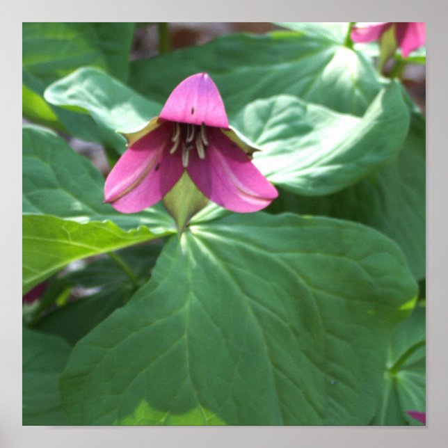 Pink Wildflowers Poster (Front)