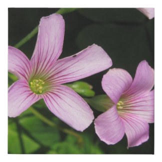 Pink Wood Sorrel Faux Canvas Print