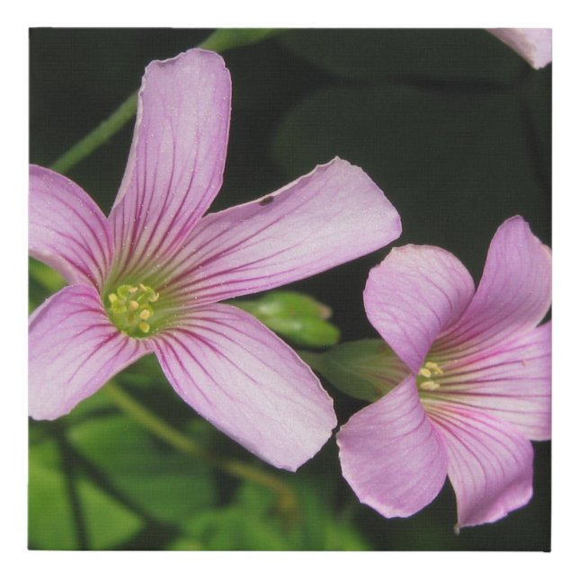 Pink Wood Sorrel  Faux Canvas Print (Front)