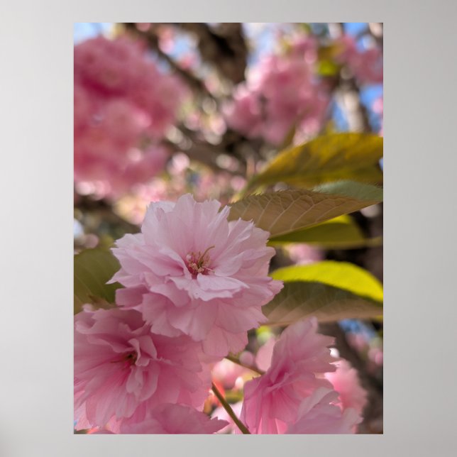 Pink Yaezakura Blossom Poster (Front)