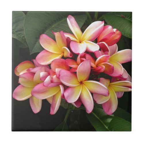 Pink Yellow and Red Plumeria Flowers Tile