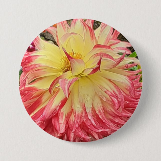 Pink & Yellow Dahlia  Button (Front)