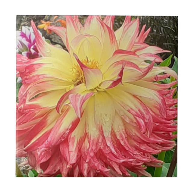 Pink & Yellow Dahlia Ceramic Tile (Front)