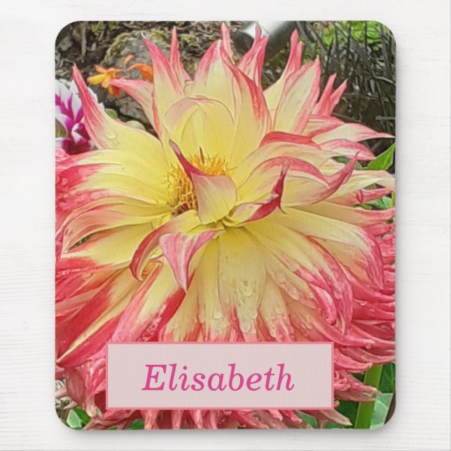 Pink & Yellow Dahlia  Mouse Pad (Front)