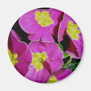 Pink Yellow Primrose Magnet