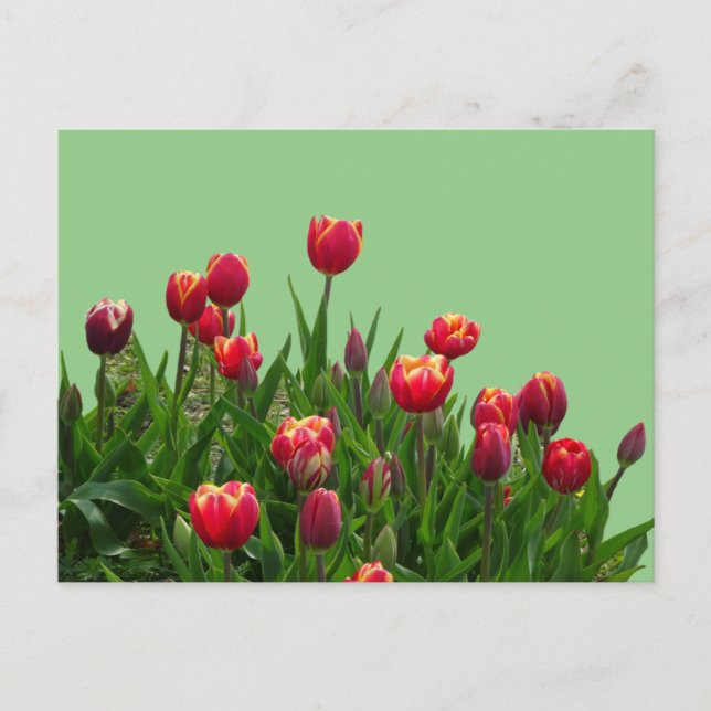 Pink Yellow Purple Tulips Cust.BG DIY Postcard (Front)