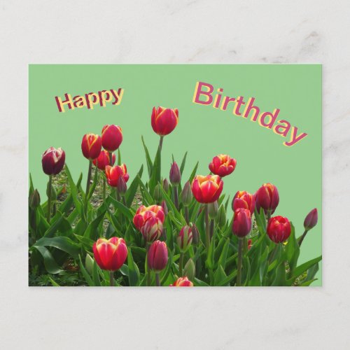 Pink Yellow Purple Tulips Cust Birthday Postcard