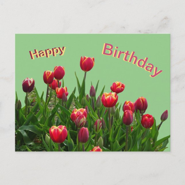 Pink Yellow Purple Tulips Cust. Birthday Postcard (Front)