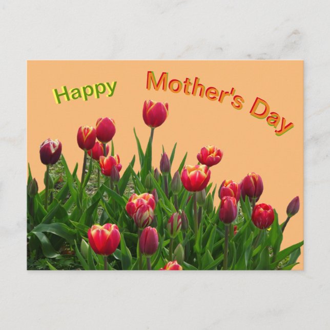 Pink Yellow Purple Tulips Mother's Day Postcard (Front)